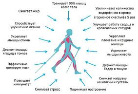 Палки треккинговые телескопические 2 шт., фото 2