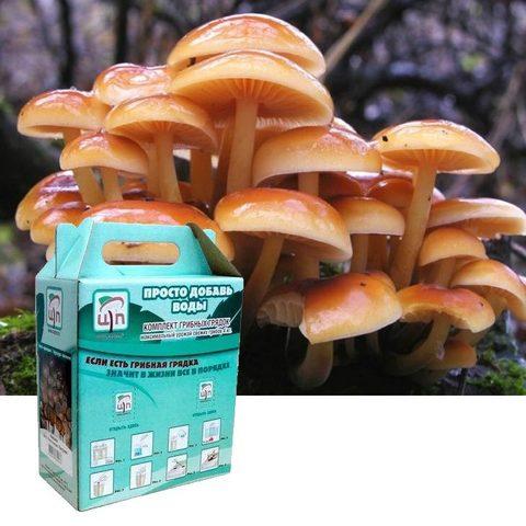 Комплект для выращивания грибов дома «Просто добавь воды» от Центра Экологических Программ (Опята мраморные) - фото 4 - id-p79859536