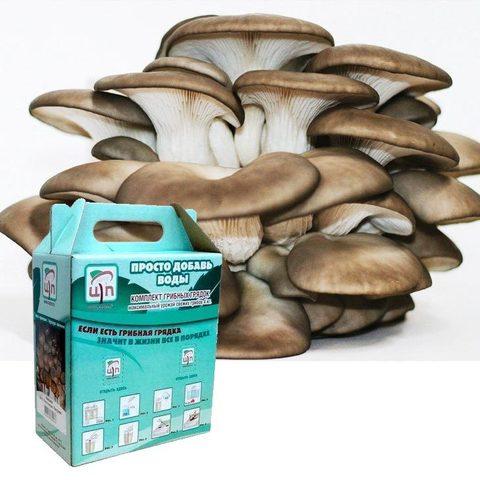 Комплект для выращивания грибов дома «Просто добавь воды» от Центра Экологических Программ (Вешенка)