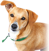 Передержка собак, фото 1