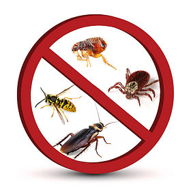 Дезинсекция помещений