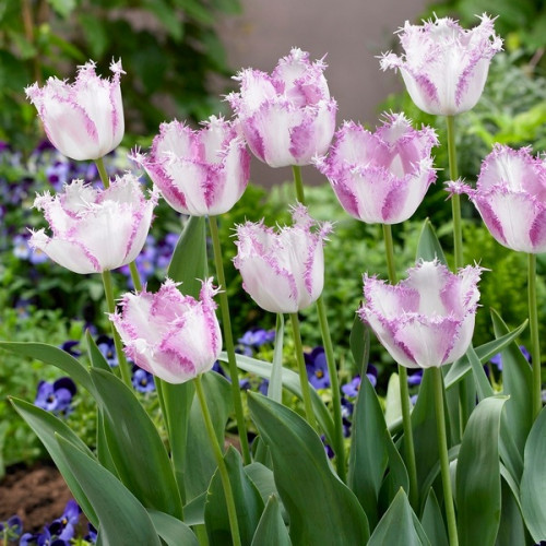 Луковицы бахромчатого тюльпана "Ария Кард" - фото 1 - id-p80156176