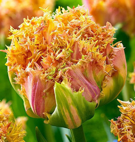 Луковицы бахромчатого тюльпана "Аркада", фото 2