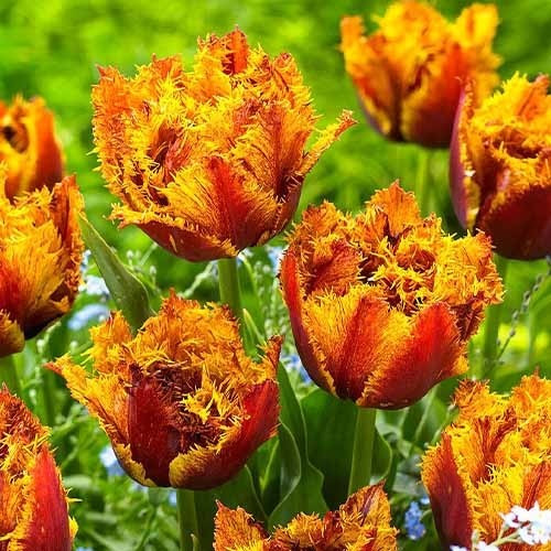 Луковицы бахромчатого тюльпана "Бастиа"