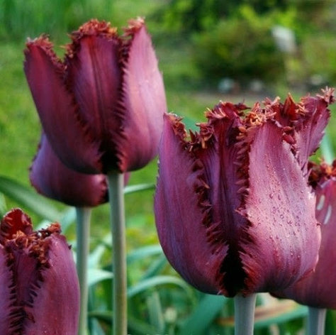 Луковицы тюльпана бахромчатого "Блэк Джуэл", фото 2