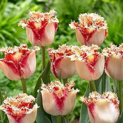 Луковицы тюльпана бахромчатого "Боллрум"