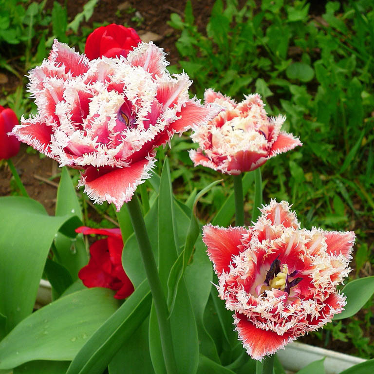 Луковицы тюльпана бахромчатого "Брест". - фото 1 - id-p80156541