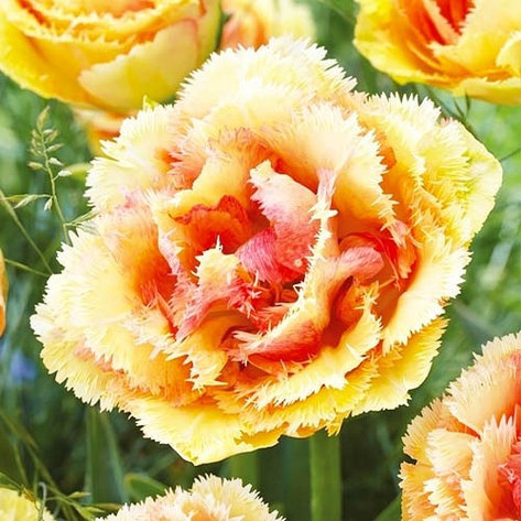 Луковицы тюльпана бахромчатого "Брисбен", фото 2