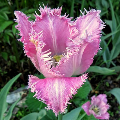Луковицы тюльпана бахромчатого "Галери"