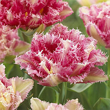 Луковицы бахромчатого тюльпана "Кул Кристал"