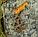 Брелок-талисман "Клевер", натуральный янтарь, фото 3