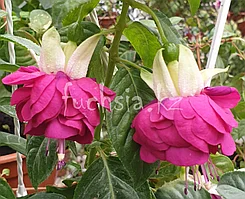 DDFGG/ укор.черенок