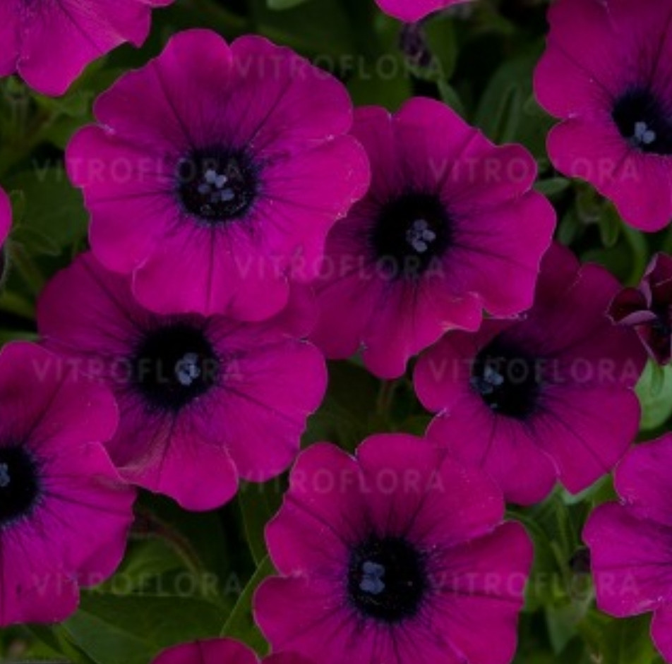 Littletunia Shiraz №548