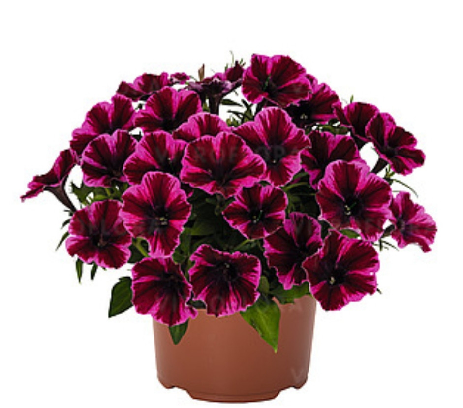 Sweetunia Miss Fantastic №544