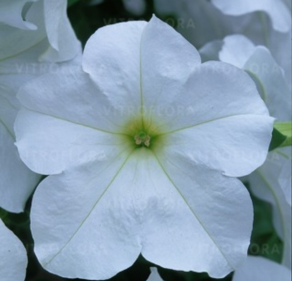 Fanfare White №500 /подрощенное растение