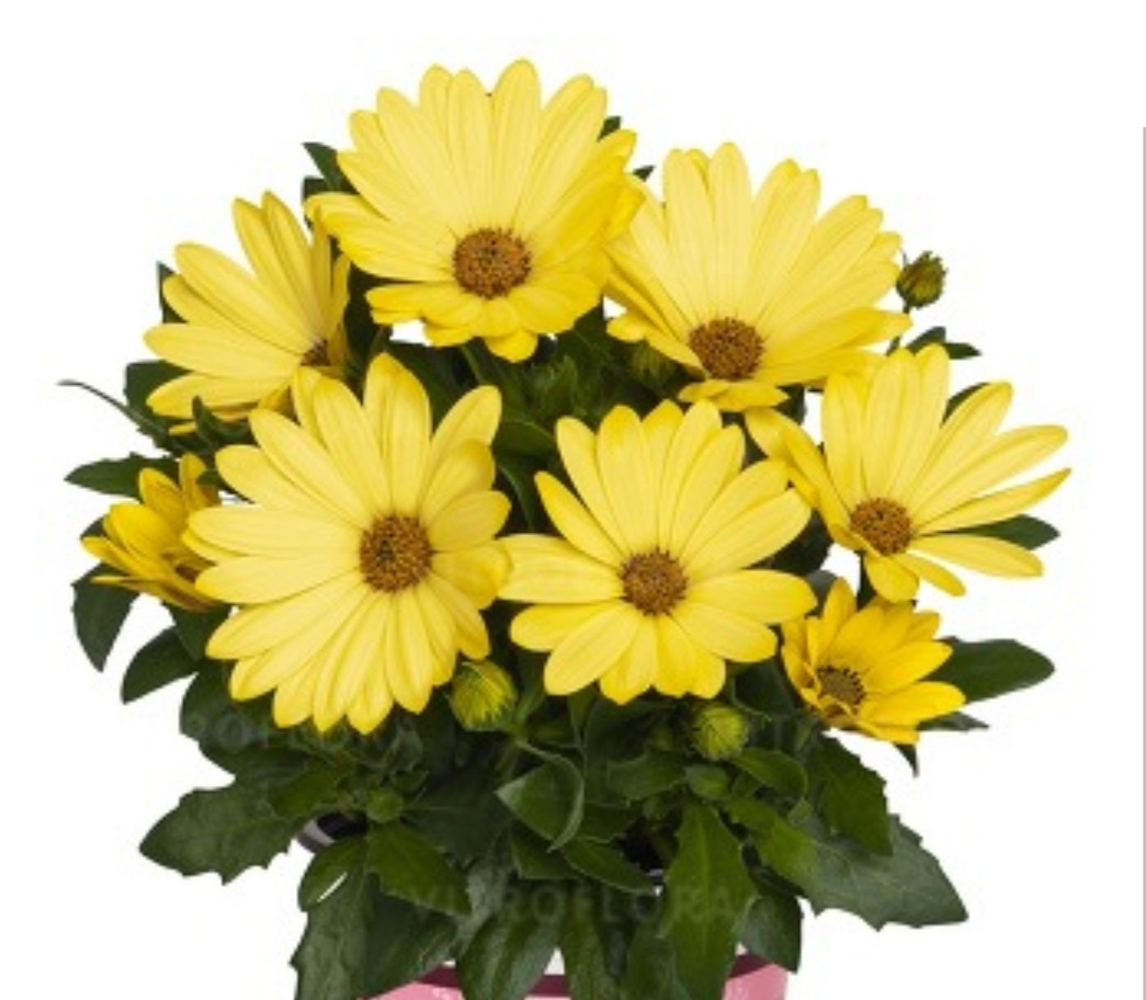 Margarita Yellow №609