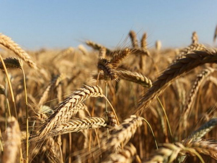 Пшеница высококачественная для браги и самогона