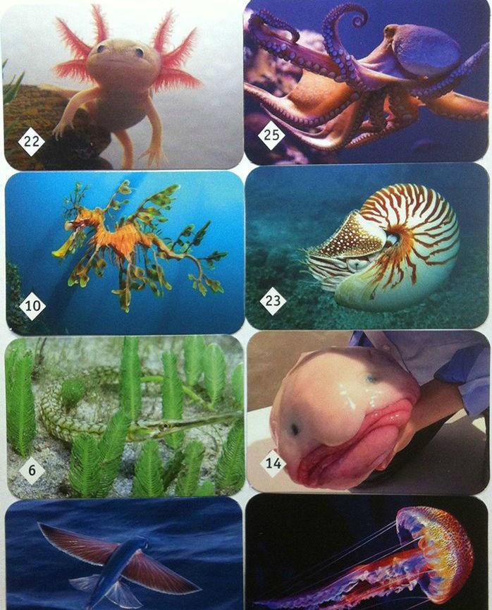 Настольная игра "Мемо: Подводный мир", 50 карточек - фото 3 - id-p80710813