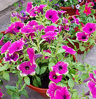 Cascadias Pitaya/ подрощенное растение