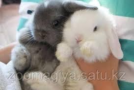 12 жасқа дейінгі бірінші сынып оқушыларына арналған порно