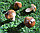 Искусственные грибы дубовик с коричневой шляпкой муляж 10 шт, фото 7
