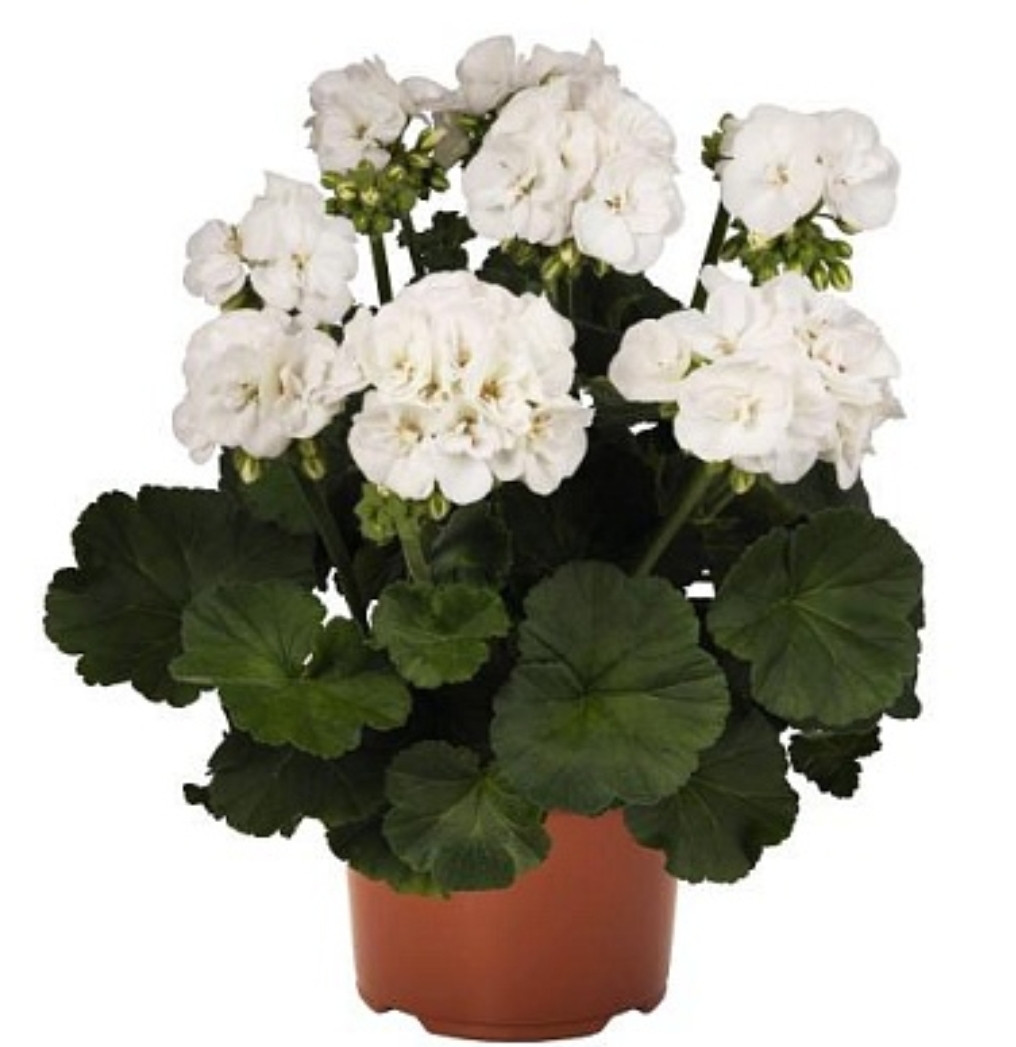Green Idols White