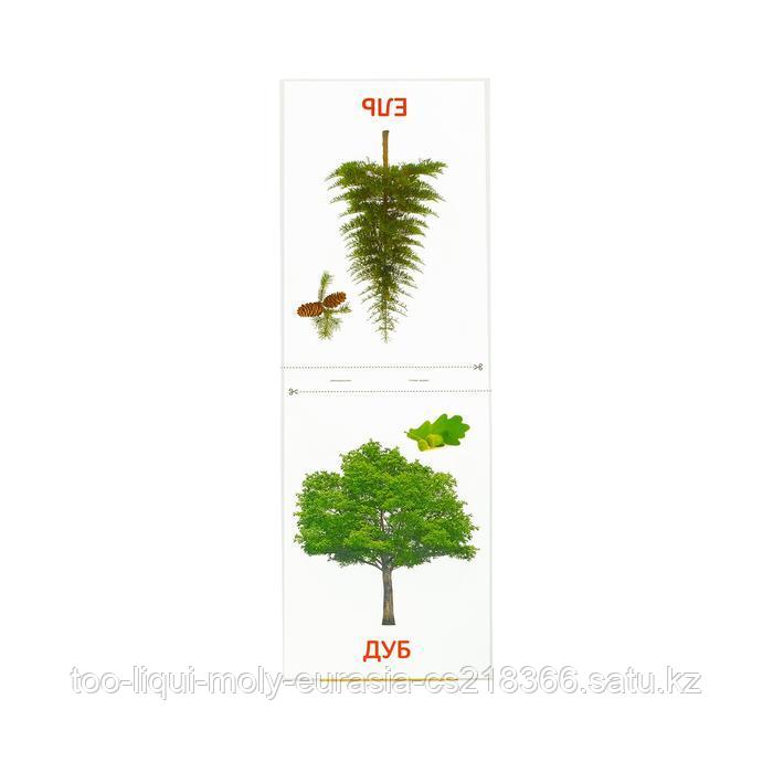 Обучающие карточки Г. Домана «Деревья», на скрепке, 20 стр. - фото 3 - id-p81790366