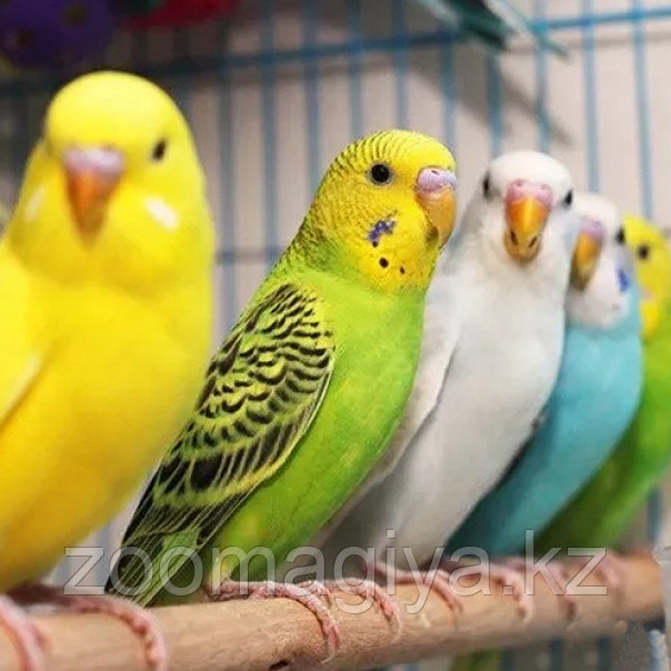 Волнистые попугаи окрасов: зеленый, голубой, белый, желтый, фиолетовый