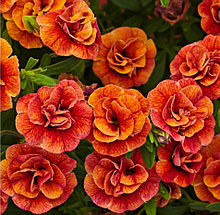 Aloha Double Orange №409 / подрощенное растение