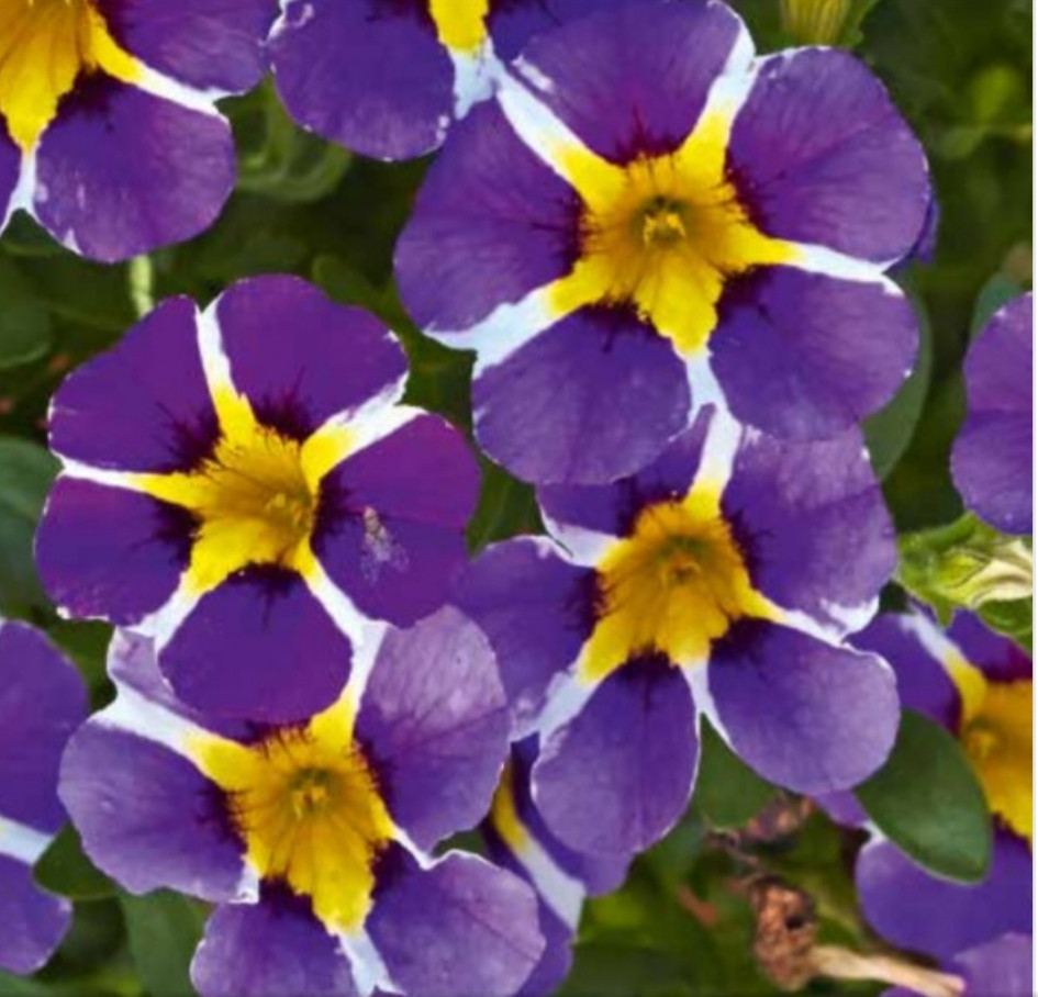 Calita Special Blue Star №415