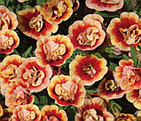 Mini Famous Neo Double Orange Tastic №427/подрощенное растение, фото 3