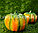 Искусственная тыква декоративная муляж средняя оранжево-зеленая 13х15,5 см, фото 6