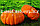 Искусственная тыква декоративная муляж средняя оранжевая 12х17,5 см, фото 7