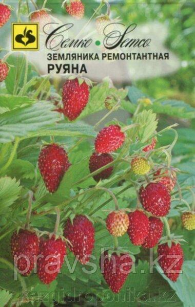 Семена Земляника ремонтантная Руяна