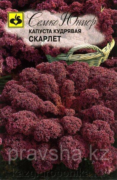 Семена Капуста кудрявая Скарлет