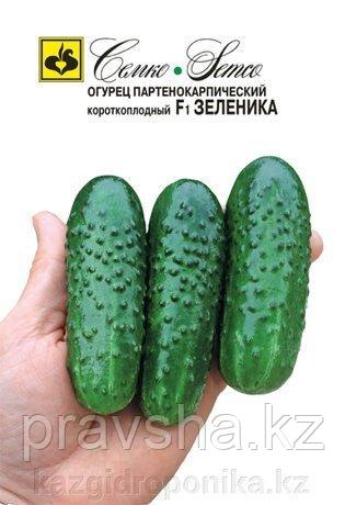Семена огурца Зеленика F1