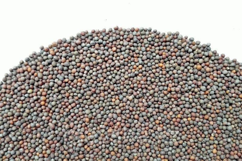 Брокколи семена для микрозелени, 100г