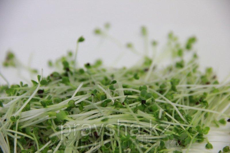 Пак-чой зеленый стебель для микрозелени, 100г