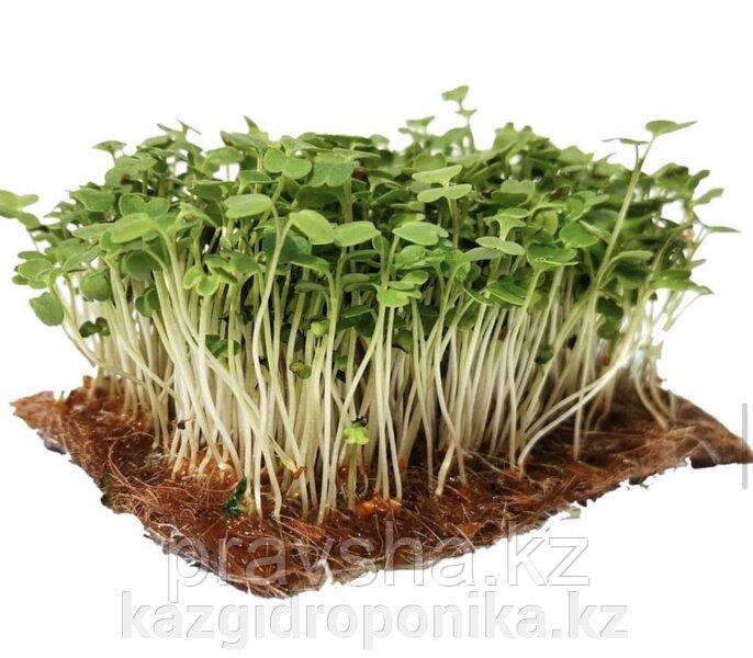 Семена микрозелени Рукола Рококо, 2 гр