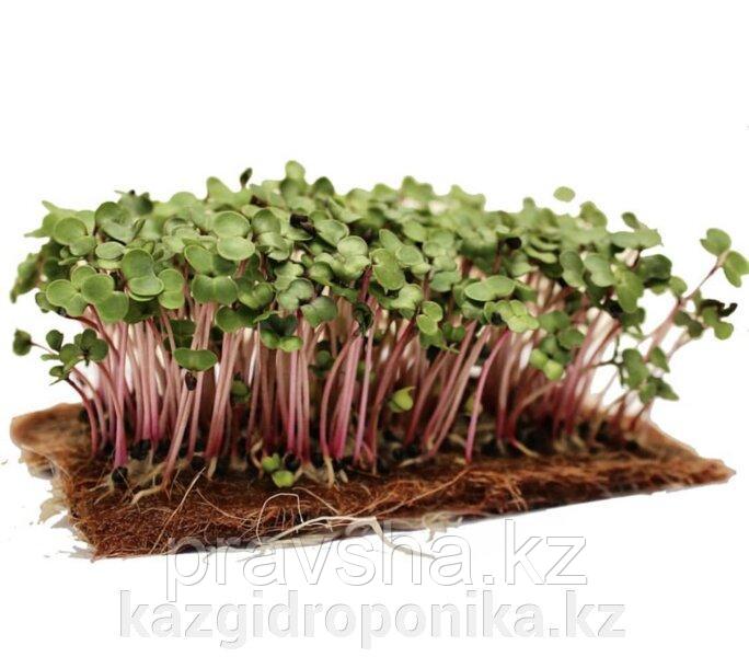 Семена микрозелени капуста листовая Кале (смесь), 2 гр