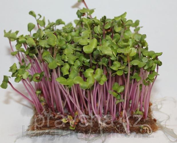 Семена микрозелени редиса Чайна Роуз, 100г