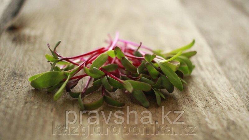 Мангольд семена для микрозелени, 100г
