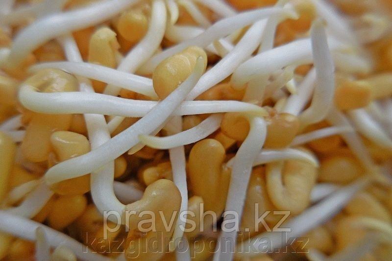 Пажитник (хельба) для проращивания, 100г