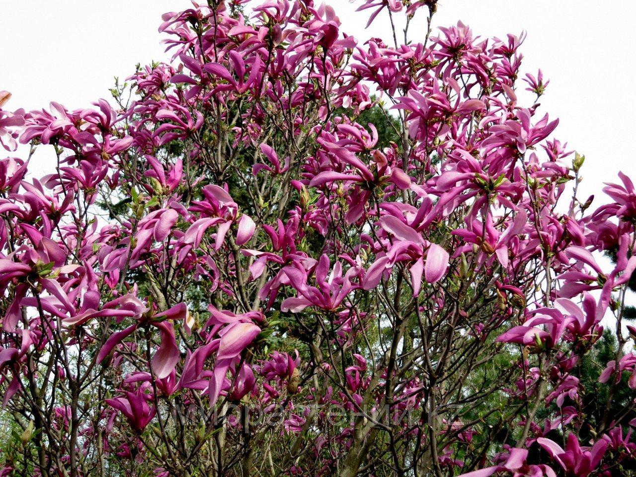 Магнолия гибридная Сьюзан (Magnolia hibrida Susan) - фото 1 - id-p82136982