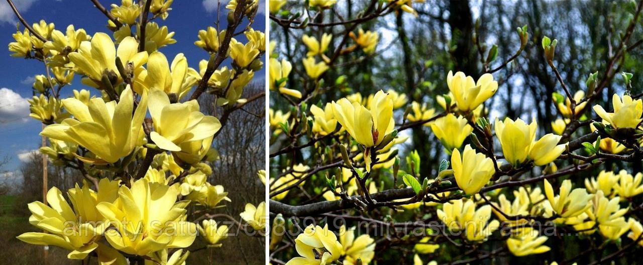 Желтая Магнолия Фото – Telegraph