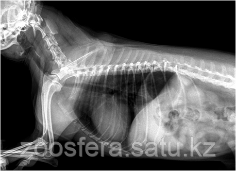 Цифровой рентген - фото 1 - id-p38284643