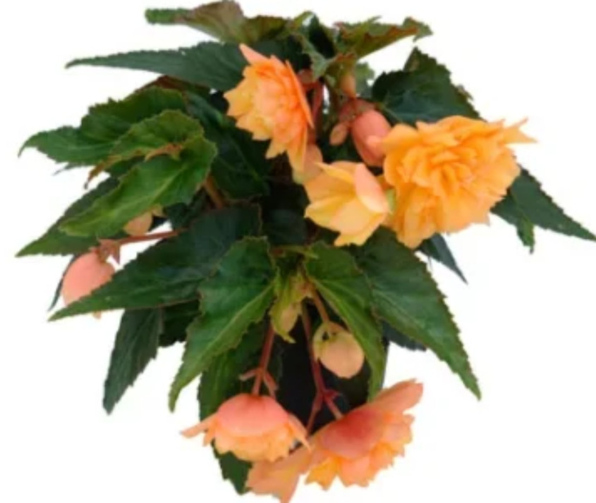 Belleconia Mango / укор.черенок