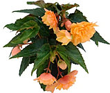 Belleconia Mango №326 / укор.черенок, фото 2