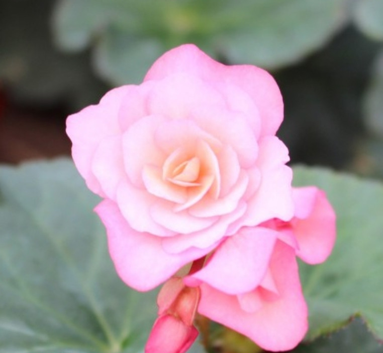 Elatior Glory Pink N332