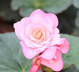Elatior Glory Pink №307/ подрощенное растение, фото 2